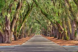 Belfair Bluffton SC Avenue of the Oaks entrance